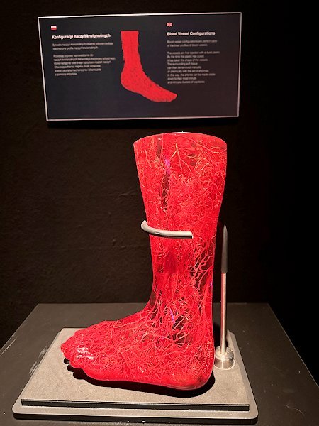 Wycieczka na wystawę Body Worlds - Circle of Life